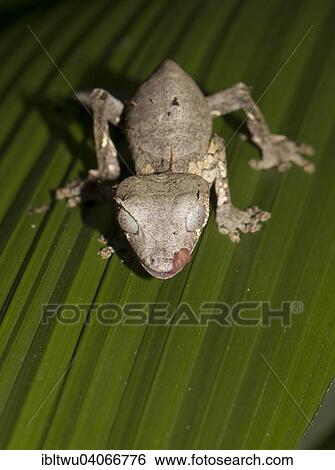 "Baweng Satanic Leaf Gecko (Uroplatus phantasticus) in the rainforest of Andasibe, eastern Madagascar, Madagascar, Africa" View Large Photo Image Stock Photograph - "Baweng Satanic Leaf Gecko (Uroplatus phantasticus) in the rainforest of Andasibe, eastern Madagascar, Madagascar, Africa". Fotosearch