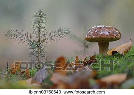"Bay Boletus or Bay Bolete (Xerocomus badius), Lower Saxony, Germany, Europe" View Large Photo Image Stock Image - "Bay Boletus or Bay Bolete (Xerocomus badius), Lower Saxony, Germany, Europe". Fotosearch