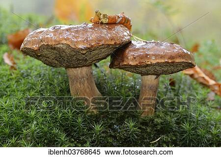 "Bay Boletus or Bay Bolete (Xerocomus badius), Lower Saxony, Germany, Europe" View Large Photo Image Stock Photography - "Bay Boletus or Bay Bolete (Xerocomus badius), Lower Saxony, Germany, Europe". Fotosearch