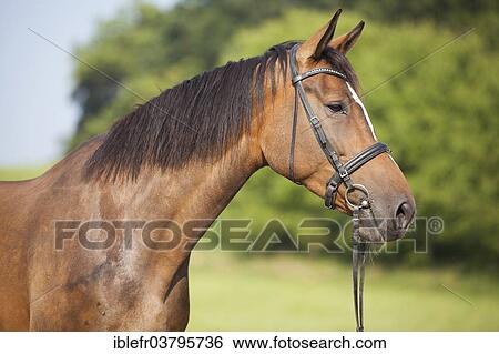 "Bay crossbred horse, mare portrait, Austria, Europe" View Large Photo Image Stock Photograph - "Bay crossbred horse, mare portrait, Austria, Europe". Fotosearch