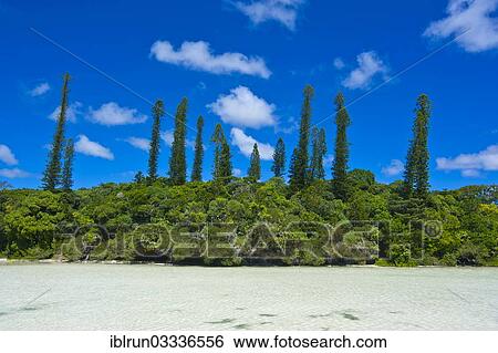 "Bay de Oro, Ile des Pins, New Caledonia, France, Oceania" View Large Photo Image Stock Photograph - "Bay de Oro, Ile des Pins, New Caledonia, France, Oceania". Fotosearch