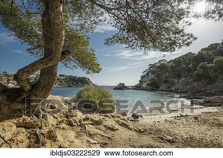 "Bay with rocks, Cala Portals Vells, Portals Vells, Calvia, Majorca, Balearic Islands, Spain, Europe" View Large Photo Image Stock Photo - "Bay with rocks, Cala Portals Vells, Portals Vells, Calvia, Majorca, Balearic Islands, Spain, Europe". Fotosearch