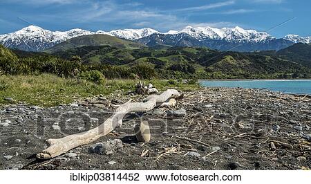 "Beach along State Highway 1, north of Kaikoura, South Island, New Zealand, Oceania" View Large Photo Image Stock Image - "Beach along State Highway 1, north of Kaikoura, South Island, New Zealand, Oceania". Fotosearch