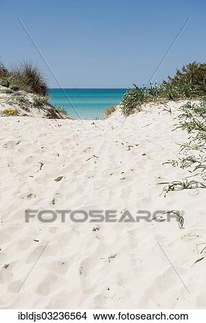 "Beach and dunes, Es Trenc, Campos, Majorca, Balearic Islands, Spain, Europe" View Large Photo Image Picture - "Beach and dunes, Es Trenc, Campos, Majorca, Balearic Islands, Spain, Europe". Fotosearch