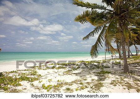 "Beach, Cayo Levisa, Pinar del Rio Province, Cuba, North America" View Large Photo Image Stock Image - "Beach, Cayo Levisa, Pinar del Rio Province, Cuba, North America". Fotosearch