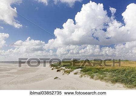 "Beach dunes, St. Peter-Ording, Eiderstedt, Schleswig-Holstein, Germany, Europe" View Large Photo Image Stock Photography - "Beach dunes, St. Peter-Ording, Eiderstedt, Schleswig-Holstein, Germany, Europe". Fotosearch