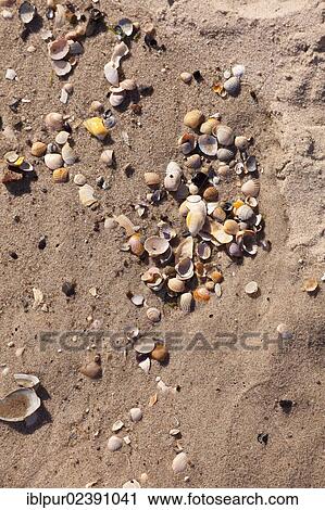 "Beach in Koserow, Usedom Island, Mecklenburg-Western Pomerania, Germany, Europe" View Large Photo Image Stock Image - "Beach in Koserow, Usedom Island, Mecklenburg-Western Pomerania, Germany, Europe". Fotosearch