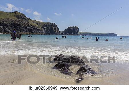 "Beach, Kynance Cove, Lizard, Cornwall, England, Great Britain, Europe" View Large Photo Image Stock Photo - "Beach, Kynance Cove, Lizard, Cornwall, England, Great Britain, Europe". Fotosearch