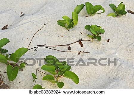 "Beach Morning Glory (Calystegia soldanella) in the sand, Raja Ampat, West Papua, Indonesia, Asia" View Large Photo Image Picture - "Beach Morning Glory (Calystegia soldanella) in the sand, Raja Ampat, West Papua, Indonesia, Asia". Fotosearch