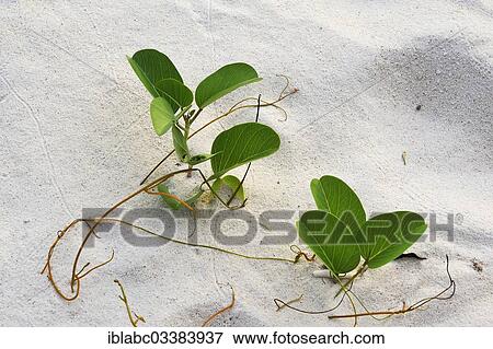 "Beach Morning Glory (Calystegia soldanella) in the sand, Raja Ampat, West Papua, Indonesia, Asia" View Large Photo Image Stock Photo - "Beach Morning Glory (Calystegia soldanella) in the sand, Raja Ampat, West Papua, Indonesia, Asia". Fotosearch