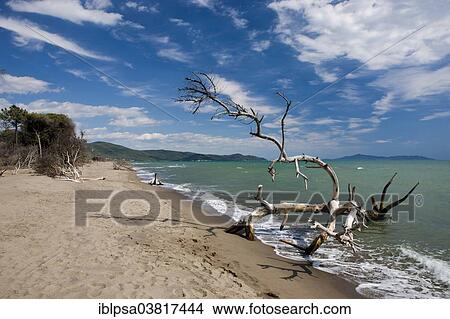 "Beach, Natural Park of Maremma, Tuscany, Italy, Europe" View Large Photo Image Picture - "Beach, Natural Park of Maremma, Tuscany, Italy, Europe". Fotosearch