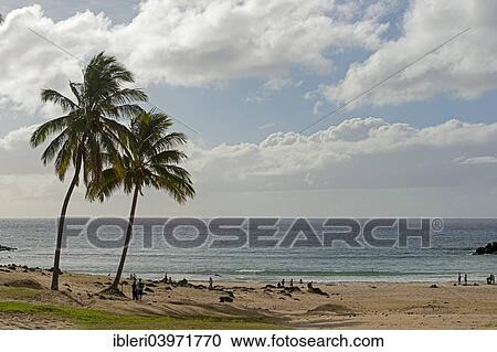 "Beach of Anakena, Rapa Nui, Easter Island, Chile, South America" View Large Photo Image Stock Image - "Beach of Anakena, Rapa Nui, Easter Island, Chile, South America". Fotosearch