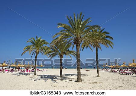 "Beach of Platja d'Alcudia, Alcudia, Majorca, Balearic Islands, Spain, Europe" View Large Photo Image Stock Photo - "Beach of Platja d'Alcudia, Alcudia, Majorca, Balearic Islands, Spain, Europe". Fotosearch