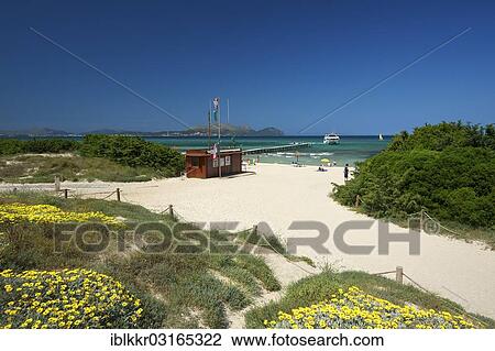 "Beach of Platja de Muro, Majorca, Balearic Islands, Spain, Europe" View Large Photo Image Stock Image - "Beach of Platja de Muro, Majorca, Balearic Islands, Spain, Europe". Fotosearch
