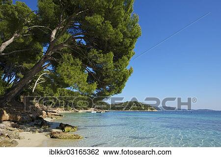 "Beach of Playa de Formentor, Cap Formentor, Majorca, Balearic Islands, Spain, Europe" View Large Photo Image Stock Image - "Beach of Playa de Formentor, Cap Formentor, Majorca, Balearic Islands, Spain, Europe". Fotosearch