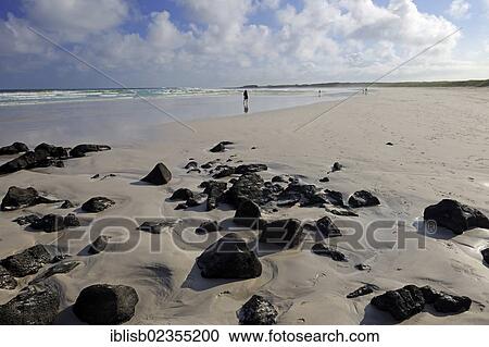 "Beach of Tortuga Bay, Santa Cruz Island, Galapagos Islands, UNESCO World Natural Heritage Site, Ecuador, South America" View Large Photo Image Stock Image - "Beach of Tortuga Bay, Santa Cruz Island, Galapagos Islands, UNESCO World Natural Heritage Site, Ecuador, South America". Fotosearch