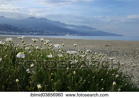 "Beach, town of Bastia at the back, east coast, Corsica, France, Europe" View Large Photo Image Stock Image - "Beach, town of Bastia at the back, east coast, Corsica, France, Europe". Fotosearch