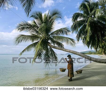 "Beach vendor standing next to a horizontal growing palm tree on a beach, Tong Yang Beach, Ko Samui, Southern Thailand, Thailand, Asia" View Large Photo Image Picture - "Beach vendor standing next to a horizontal growing palm tree on a beach, Tong Yang Beach, Ko Samui, Southern Thailand, Thailand, Asia". Fotosearch