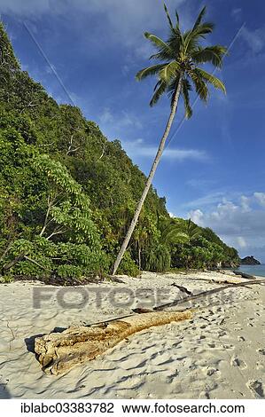 "Beach with a Coconut Palm (Cocos nucifera), Raja Ampat, West Papua, Indonesia, Asia" View Large Photo Image Stock Image - "Beach with a Coconut Palm (Cocos nucifera), Raja Ampat, West Papua, Indonesia, Asia". Fotosearch