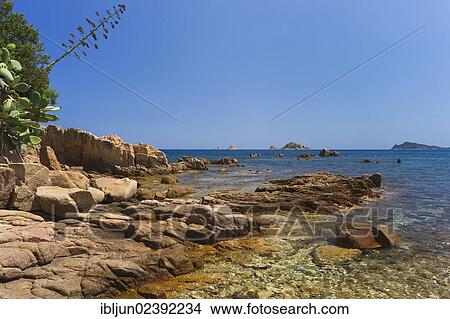 "Beach with agave in bloom, Santa Maria Navarese, Baunei, Ogliastra province, Sardinia, Italy, Europe" View Large Photo Image Picture - "Beach with agave in bloom, Santa Maria Navarese, Baunei, Ogliastra province, Sardinia, Italy, Europe". Fotosearch