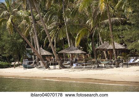"Beach with coconut trees, Phu Quoc, Vietnam, Asia" View Large Photo Image Stock Photo - "Beach with coconut trees, Phu Quoc, Vietnam, Asia". Fotosearch