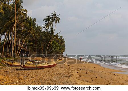 "Beach with fishing boats near Waskaduwa, Western Province, Sri Lanka, Asia" View Large Photo Image Stock Photo - "Beach with fishing boats near Waskaduwa, Western Province, Sri Lanka, Asia". Fotosearch