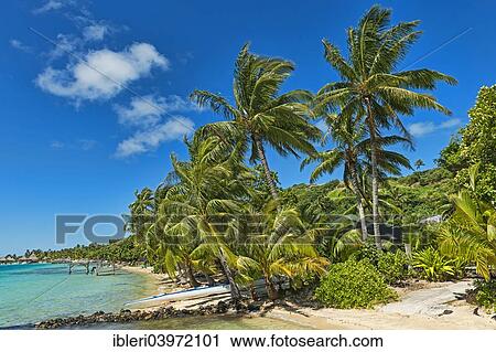 "Beach with lush vegetation, Bora Bora, French Polynesia, Oceania" View Large Photo Image Stock Image - "Beach with lush vegetation, Bora Bora, French Polynesia, Oceania". Fotosearch