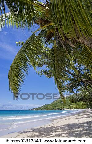 "Beach with palm trees, Beau Vallon, Mahe, Seychelles, Africa" View Large Photo Image Stock Photo - "Beach with palm trees, Beau Vallon, Mahe, Seychelles, Africa". Fotosearch