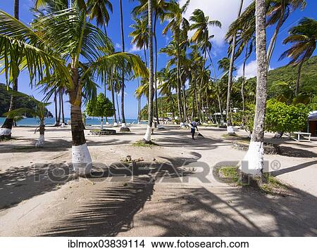 "Beach with palm trees in Marigot Bay, Castries region, St. Lucia island, Lesser Antilles, Windward Islands, St. Lucia" View Large Photo Image Picture - "Beach with palm trees in Marigot Bay, Castries region, St. Lucia island, Lesser Antilles, Windward Islands, St. Lucia". Fotosearch