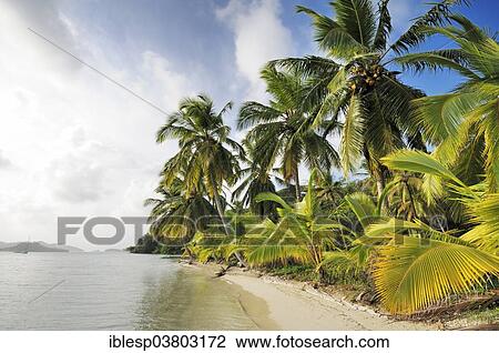 Stock Image - "Beach with palm trees, Isla Linton, Colon, Caribbean, Panama, North America". Fotosearch