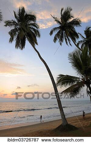 Stock Photo - "Beach with palm trees, Kribi, South Region, Cameroon, Africa". Fotosearch