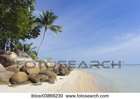 "Beach with palm trees, Lamai Beach, Ko Samui, Thailand, Asia" View Large Photo Image Stock Image - "Beach with palm trees, Lamai Beach, Ko Samui, Thailand, Asia". Fotosearch