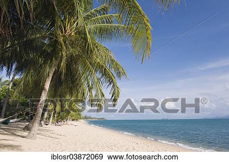 "Beach with palm trees, Mae Nam Beach, Ko Samui, Thailand, Asia" View Large Photo Image Stock Photo - "Beach with palm trees, Mae Nam Beach, Ko Samui, Thailand, Asia". Fotosearch