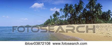 "Beach with palm trees, Mae Nam Beach, Ko Samui, Thailand, Asia" View Large Photo Image Stock Photo - "Beach with palm trees, Mae Nam Beach, Ko Samui, Thailand, Asia". Fotosearch