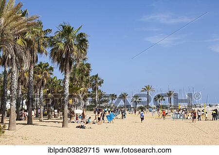 Stock Photography - "Beach with palm trees, Salou, Catalonia, Spain, Europe". Fotosearch