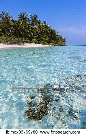 Stock Image - "Beach with palms, Embudu island, South Male Atoll, Maldives, Asia". Fotosearch
