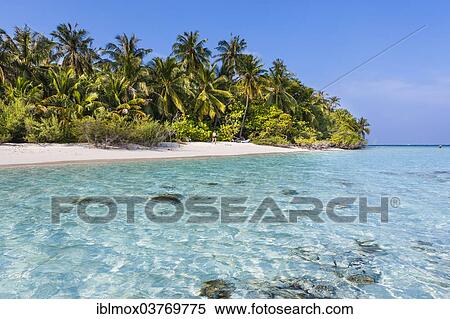 Stock Photography - "Beach with palms, Embudu island, South Male Atoll, Maldives, Asia". Fotosearch