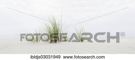 "Beachgrass at a beach, panoramic shot, Amrum, North Frisian Islands, Schleswig-Holstein, Germany, Europe" View Large Photo Image Stock Photo - "Beachgrass at a beach, panoramic shot, Amrum, North Frisian Islands, Schleswig-Holstein, Germany, Europe". Fotosearch