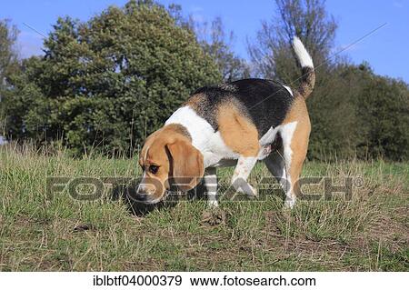 Stock Photo - "Beagle, 3 years, running across the meadow and sniffing, North Rhine-Westphalia, Germany, Europe". Fotosearch