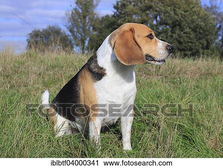 "Beagle, 3 years, sitting in the meadow, North Rhine-Westphalia, Germany, Europe" View Large Photo Image Stock Image - "Beagle, 3 years, sitting in the meadow, North Rhine-Westphalia, Germany, Europe". Fotosearch