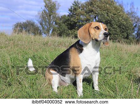 Stock Image - "Beagle, 3 years, sitting in the meadow, North Rhine-Westphalia, Germany, Europe". Fotosearch