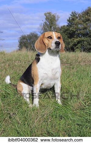 "Beagle, 3 years, sitting in the meadow, North Rhine-Westphalia, Germany, Europe" View Large Photo Image Stock Image - "Beagle, 3 years, sitting in the meadow, North Rhine-Westphalia, Germany, Europe". Fotosearch
