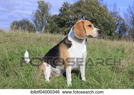 "Beagle, 3 years, sitting in the meadow, North Rhine-Westphalia, Germany, Europe" View Large Photo Image Stock Photograph - "Beagle, 3 years, sitting in the meadow, North Rhine-Westphalia, Germany, Europe". Fotosearch