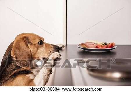 Beagle begging for food in the kitchen View Large Photo Image Picture - Beagle begging for food in the kitchen. Fotosearch