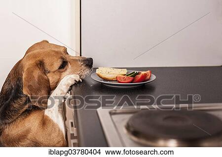 Beagle begging for food in the kitchen View Large Photo Image Picture - Beagle begging for food in the kitchen. Fotosearch