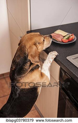 Beagle begging for food in the kitchen View Large Photo Image Stock Photo - Beagle begging for food in the kitchen. Fotosearch