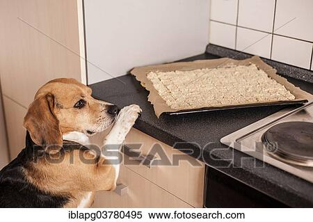 Beagle dog looking at a baking tray full of dog biscuits View Large Photo Image Stock Photography - Beagle dog looking at a baking tray full of dog biscuits. Fotosearch