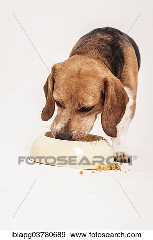 Beagle feeding from a bowl View Large Photo Image Stock Photo - Beagle feeding from a bowl. Fotosearch