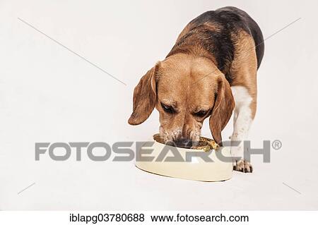 "Beagle feeding on raw meat and vegetables, BARF diet" View Large Photo Image Stock Photo - "Beagle feeding on raw meat and vegetables, BARF diet". Fotosearch