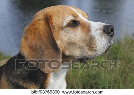 "Beagle, head" View Large Photo Image Stock Image - "Beagle, head". Fotosearch
